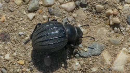 Pimelia muricata cyrnensis